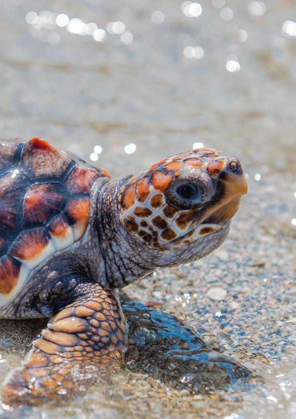 La liberación de especies como solución a la sobrepesca y la degradación de los ecosistemas marinos